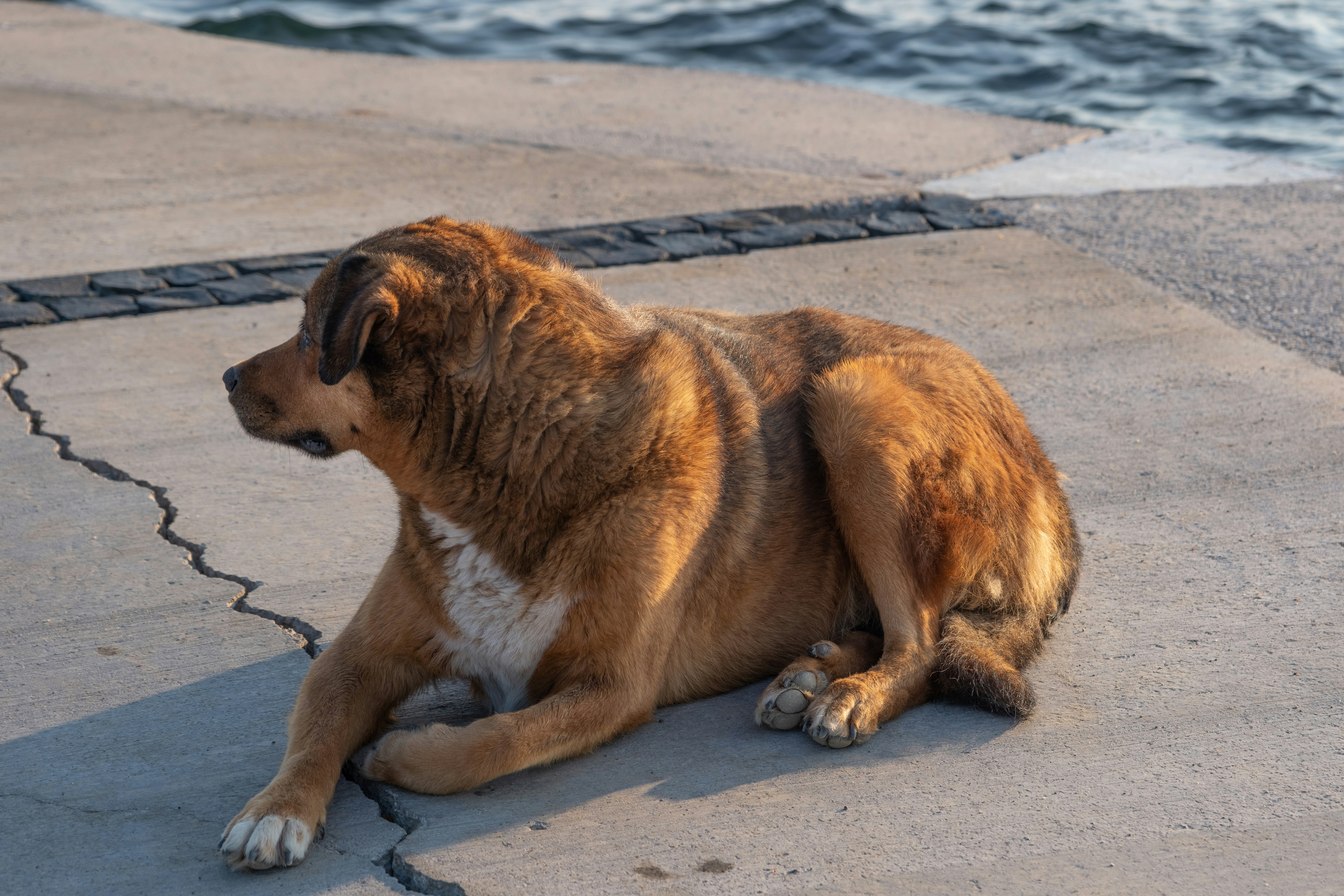 Service dog relaxing on a cruise ship deck