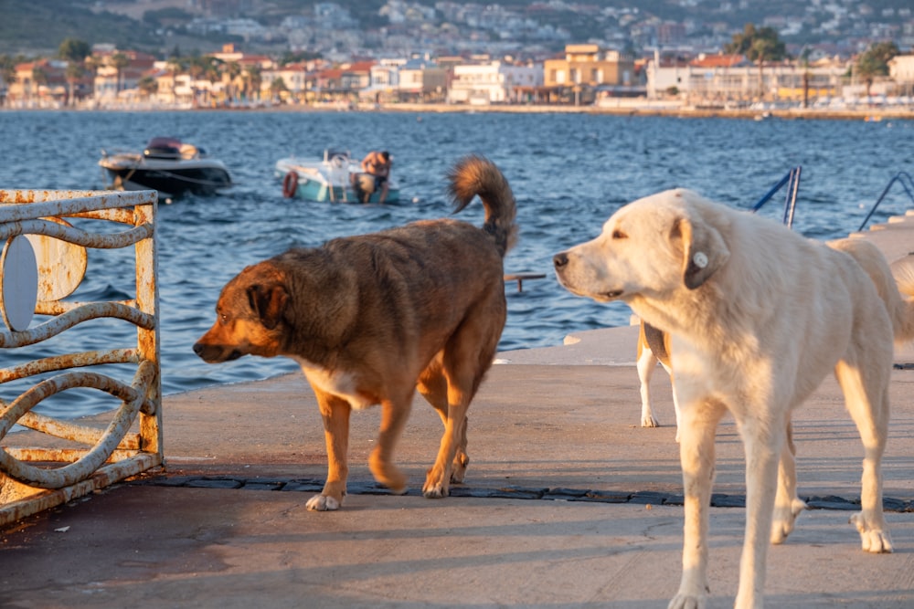 a couple of dogs that are standing on a pier
