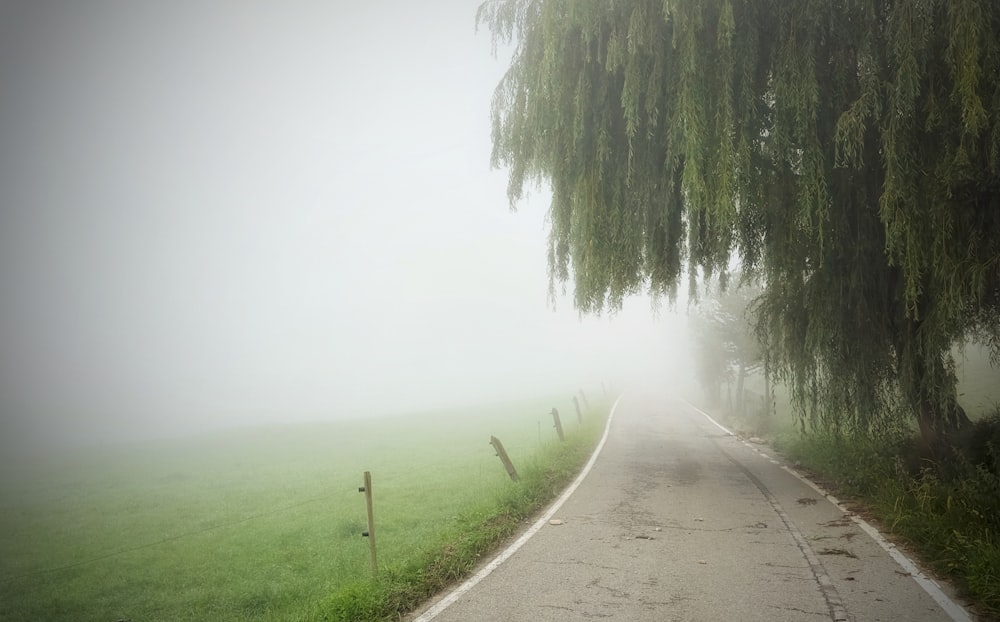 a foggy road with a tree on the side