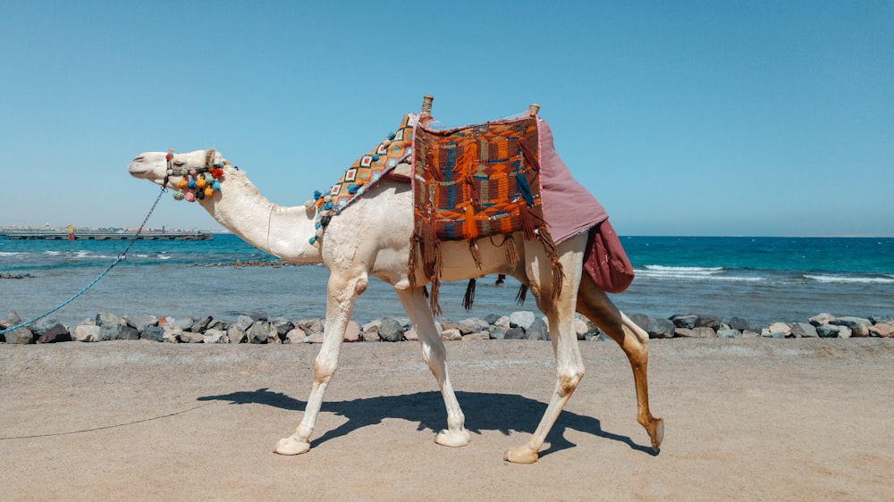 a camel with a saddle standing on a beach