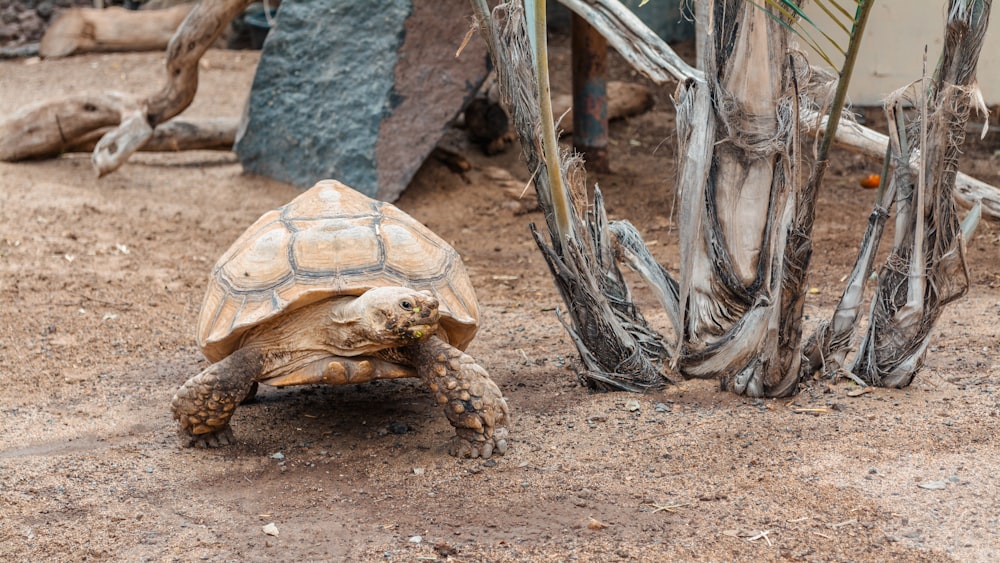 a tortoise walking on a dirt ground next to a tree