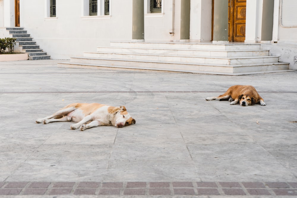 two dogs laying on the ground in front of a building