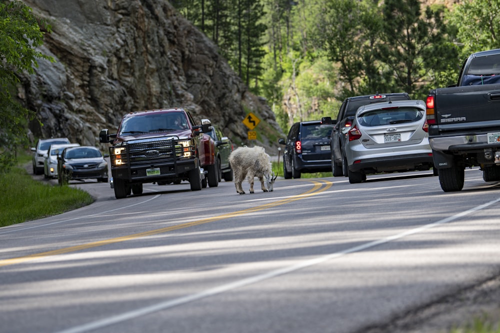 Un perro caminando por una carretera junto a un montón de coches