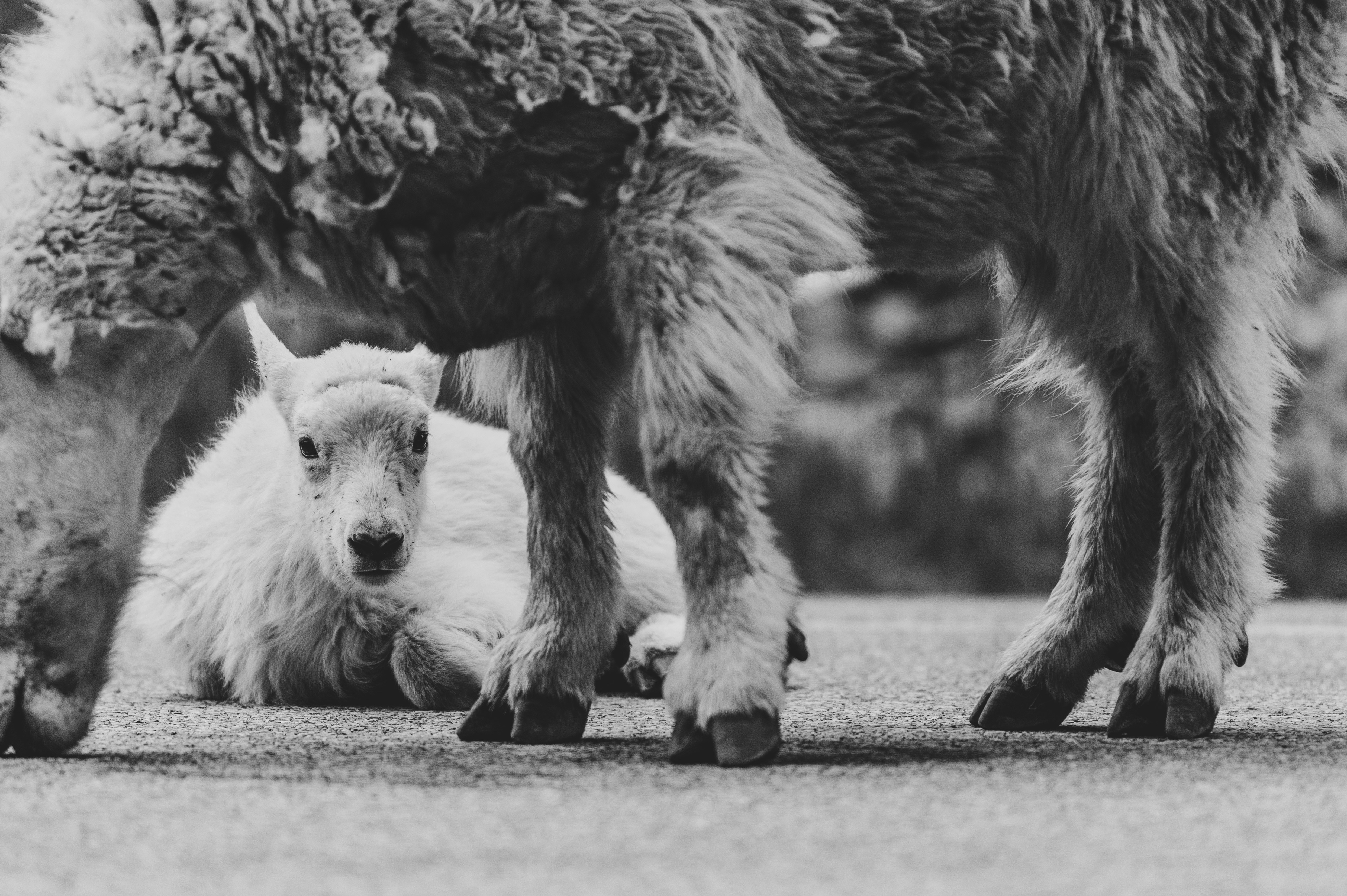 Bugün öğrendim ki: Köpekler rastgele genetik...