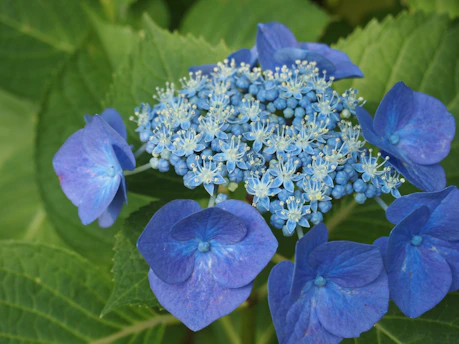 A vibrant hydrangea bloom featuring deep blue petals surrounding a cluster of small, delicate flowers. The background is filled with lush green leaves, adding contrast to the vivid colors of the flowers.