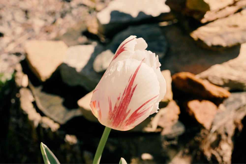 a single white and red tulip in a rocky area