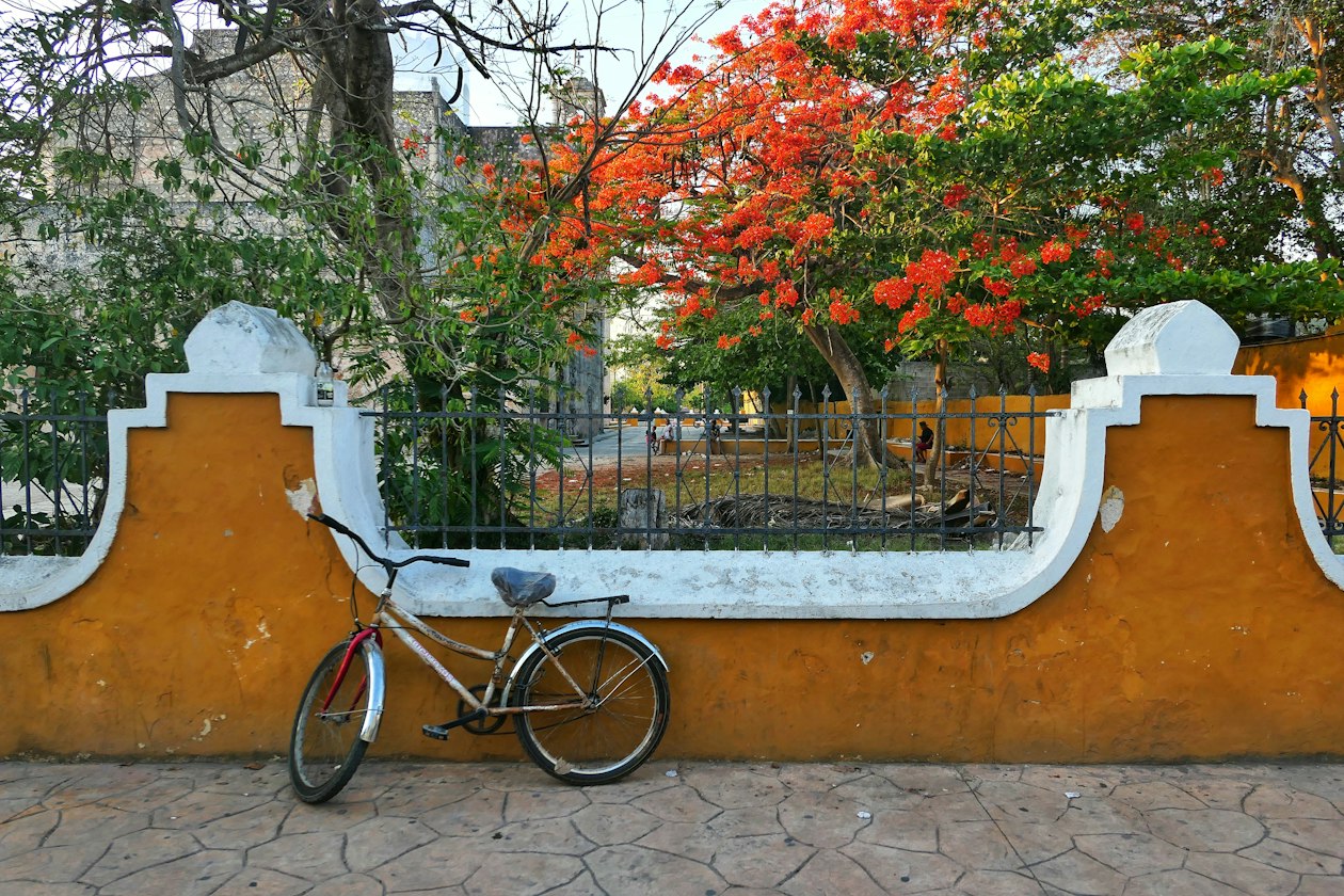 Bicycle leaning on an ochre colonial wall under a red flowering tree, the slower pace of Valladolid compared with Merida