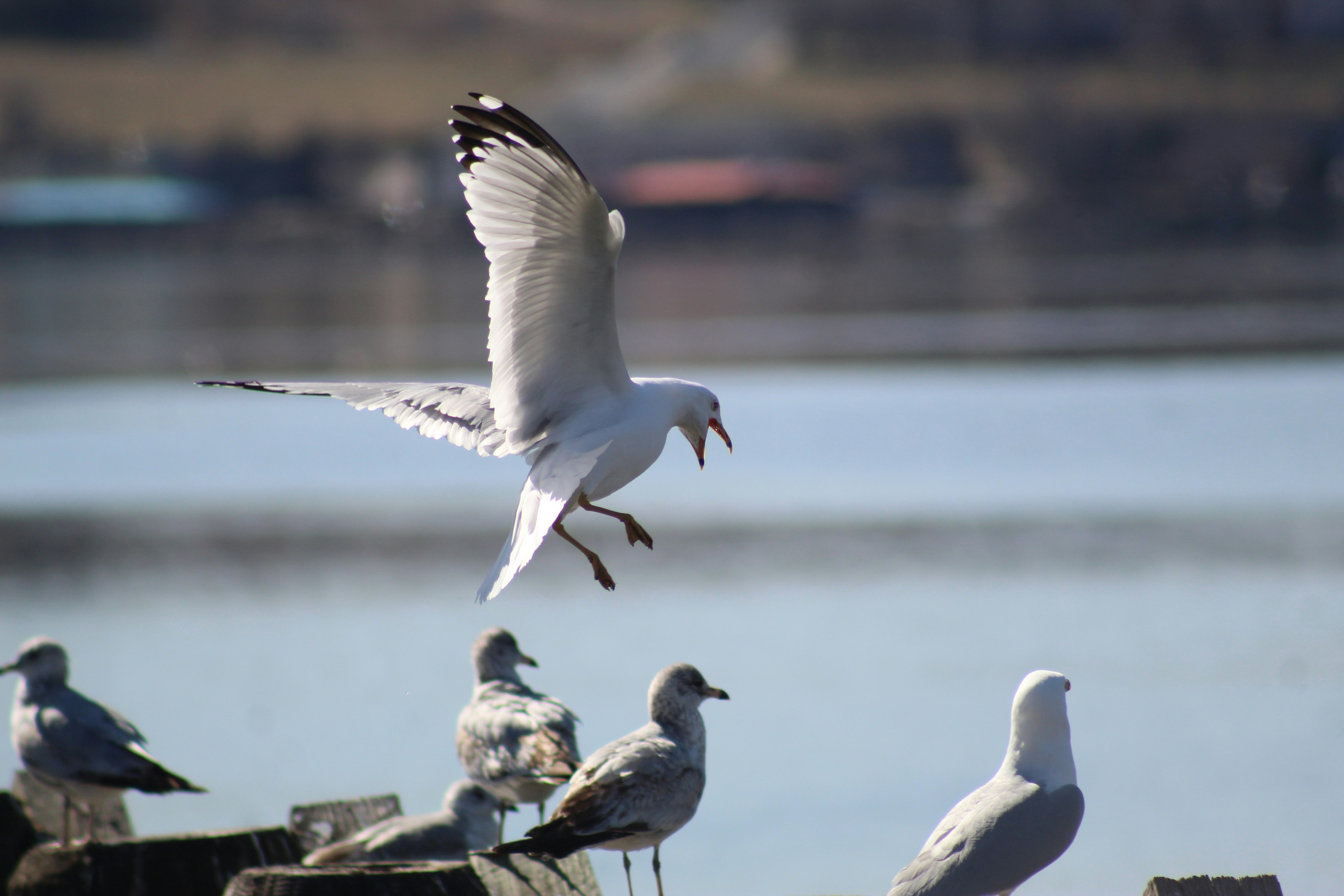 Photo by acb_photography