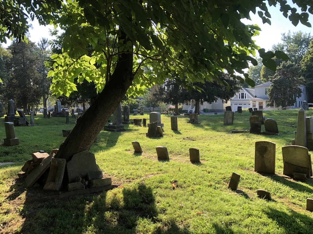 a cemetery with a tree in the middle of it