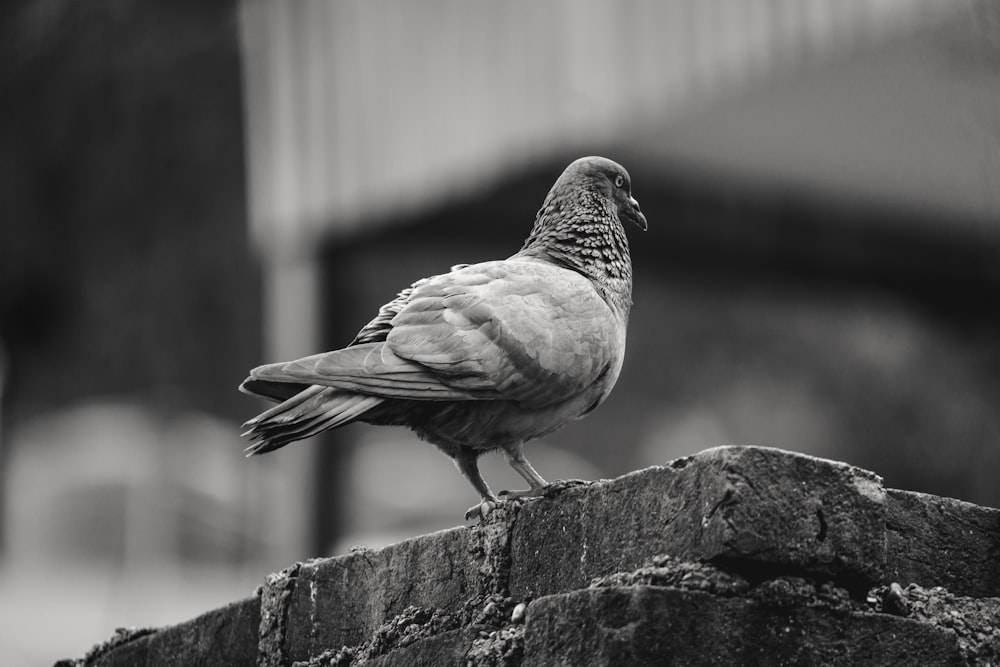 a black and white photo of a pigeon sitting on a rock
