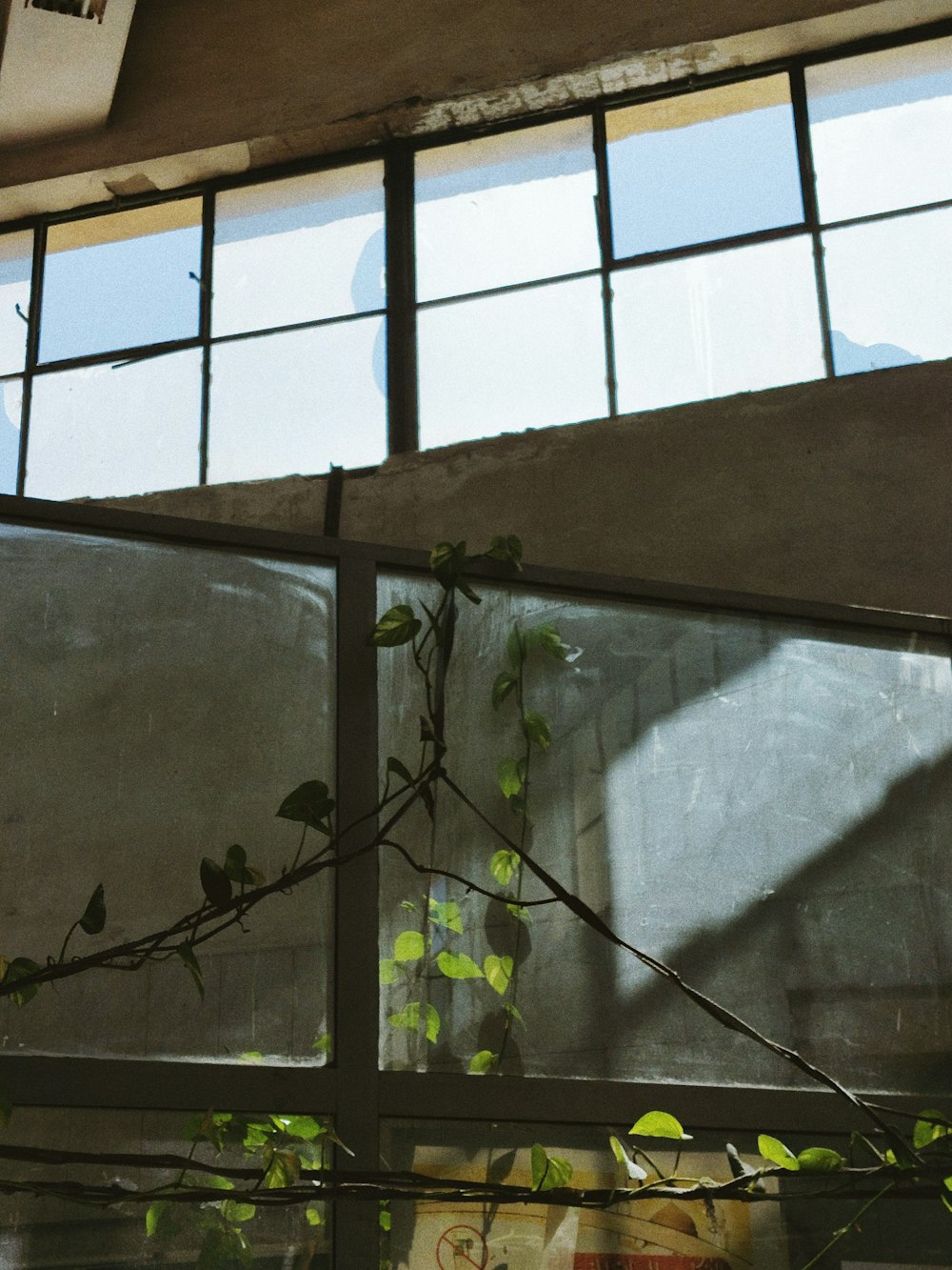 a window with a plant growing out of it