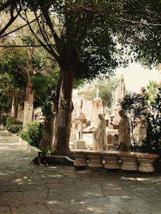 A peaceful cemetery scene with statues and tombstones bordered by a row of lush trees. Sunlight filters through the leaves, casting dappled shadows on the path. A dog lies calmly on the ground near a tree.