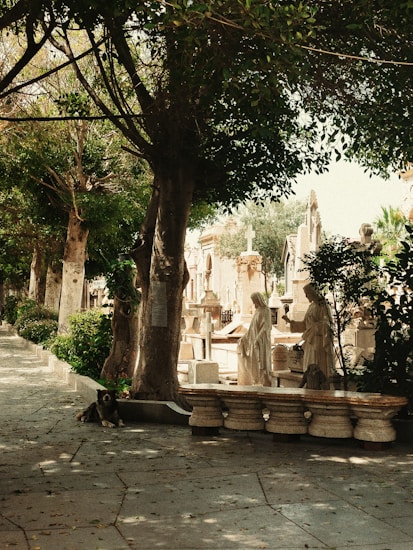 A peaceful cemetery scene with statues and tombstones bordered by a row of lush trees. Sunlight filters through the leaves, casting dappled shadows on the path. A dog lies calmly on the ground near a tree.