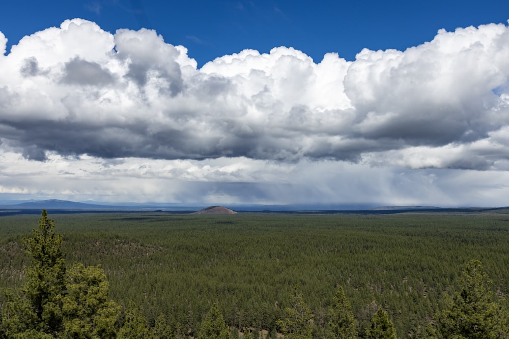 a large field with trees and clouds in the sky