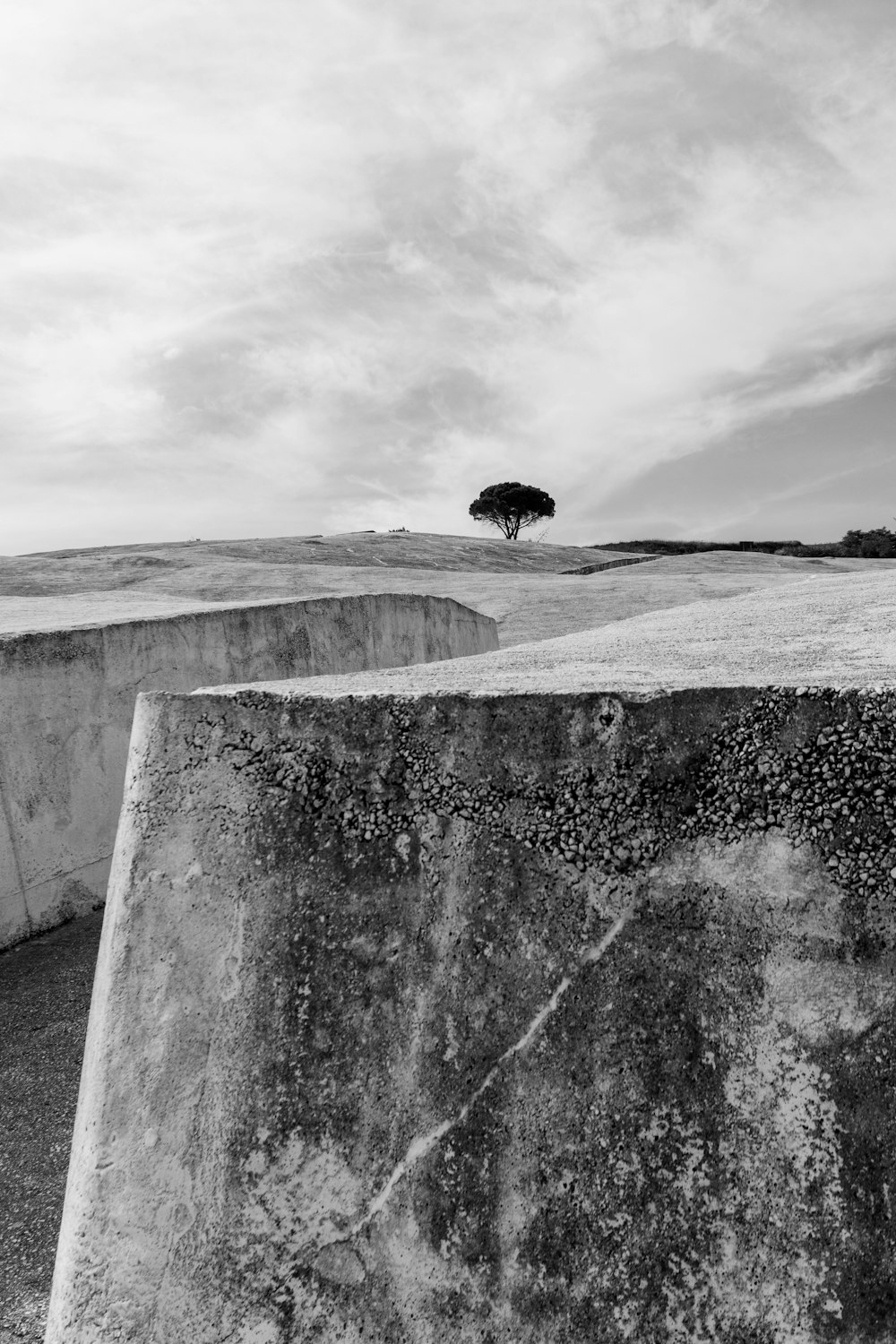 Una foto in bianco e nero di un albero su una collina