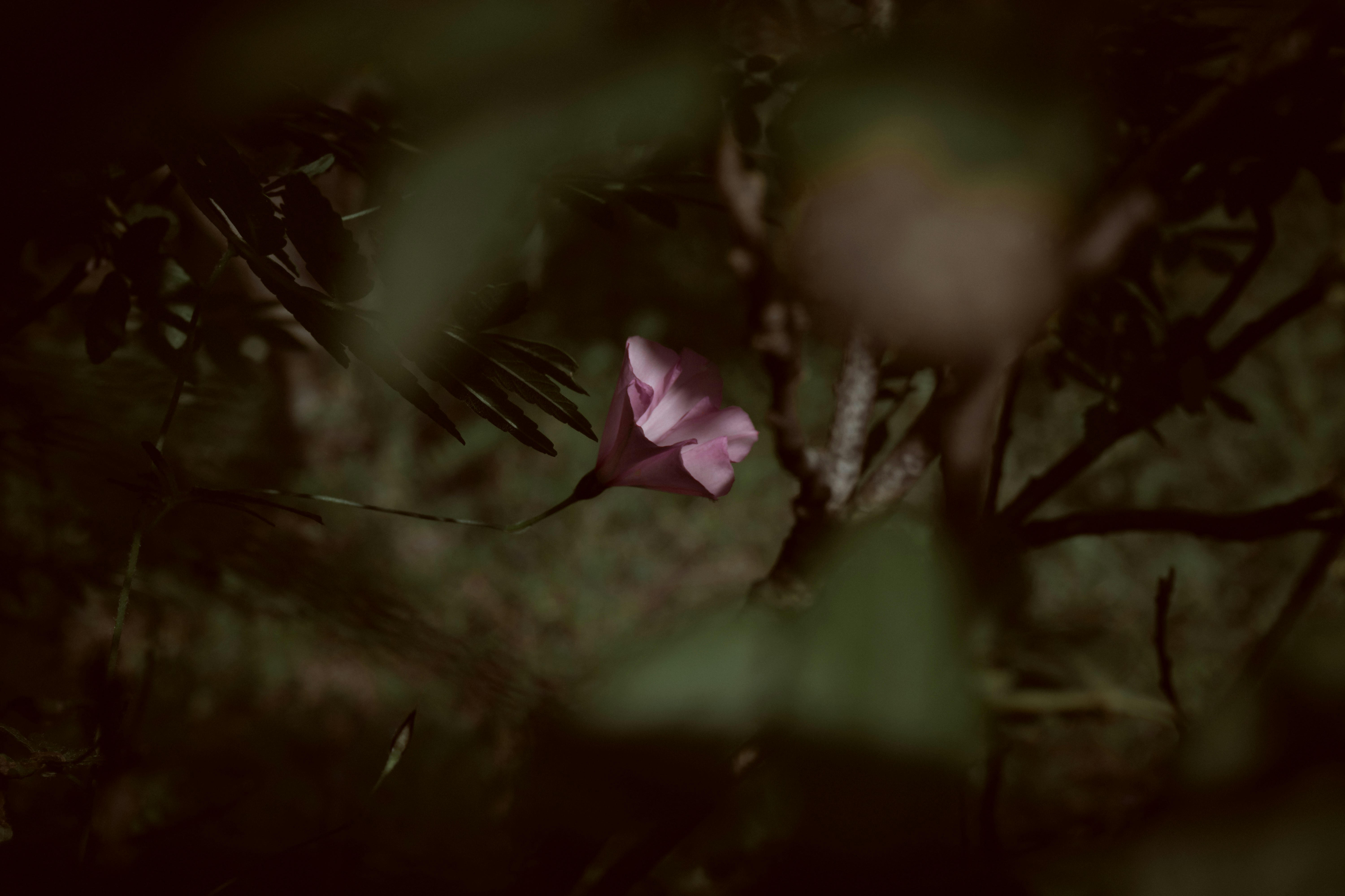 Photo by thecloudsinmyeyes