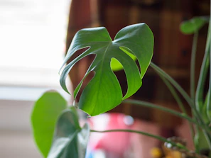 Close-up of a lush Monstera leaf with sunlight filtering through
