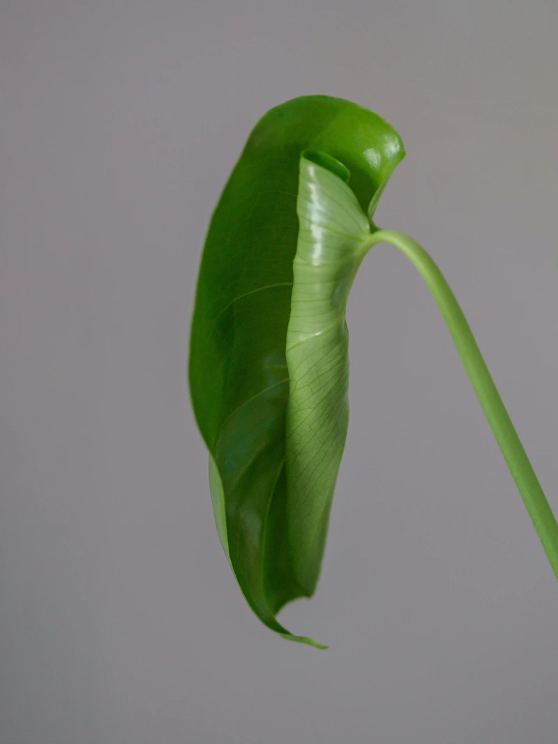 Snapped Petioles & Top-Heavy Collapse