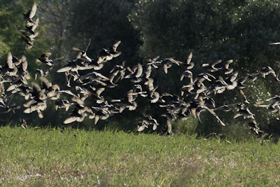A vibrant flock of colorful birds in mid-flight over a serene wetland.