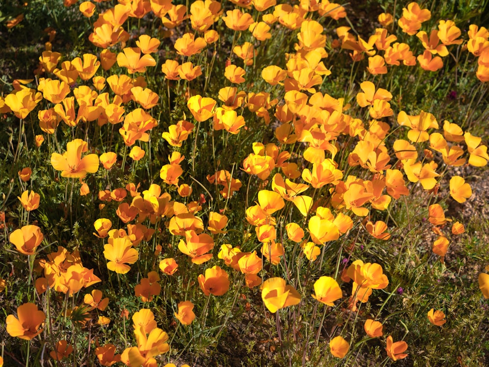 a field full of yellow flowers next to a forest