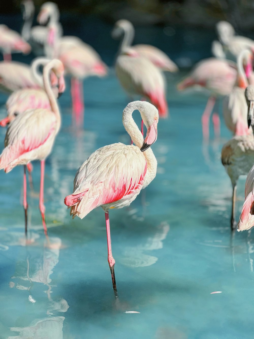 a group of flamingos standing in a pool of water