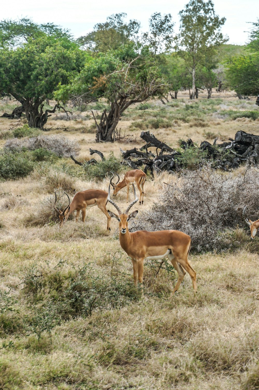 a herd of antelope grazing in a dry grass field