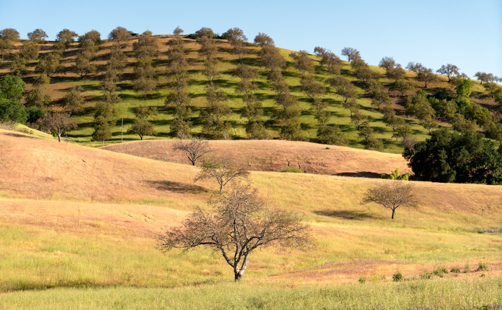 a lone tree in a grassy field with a hillside in the background