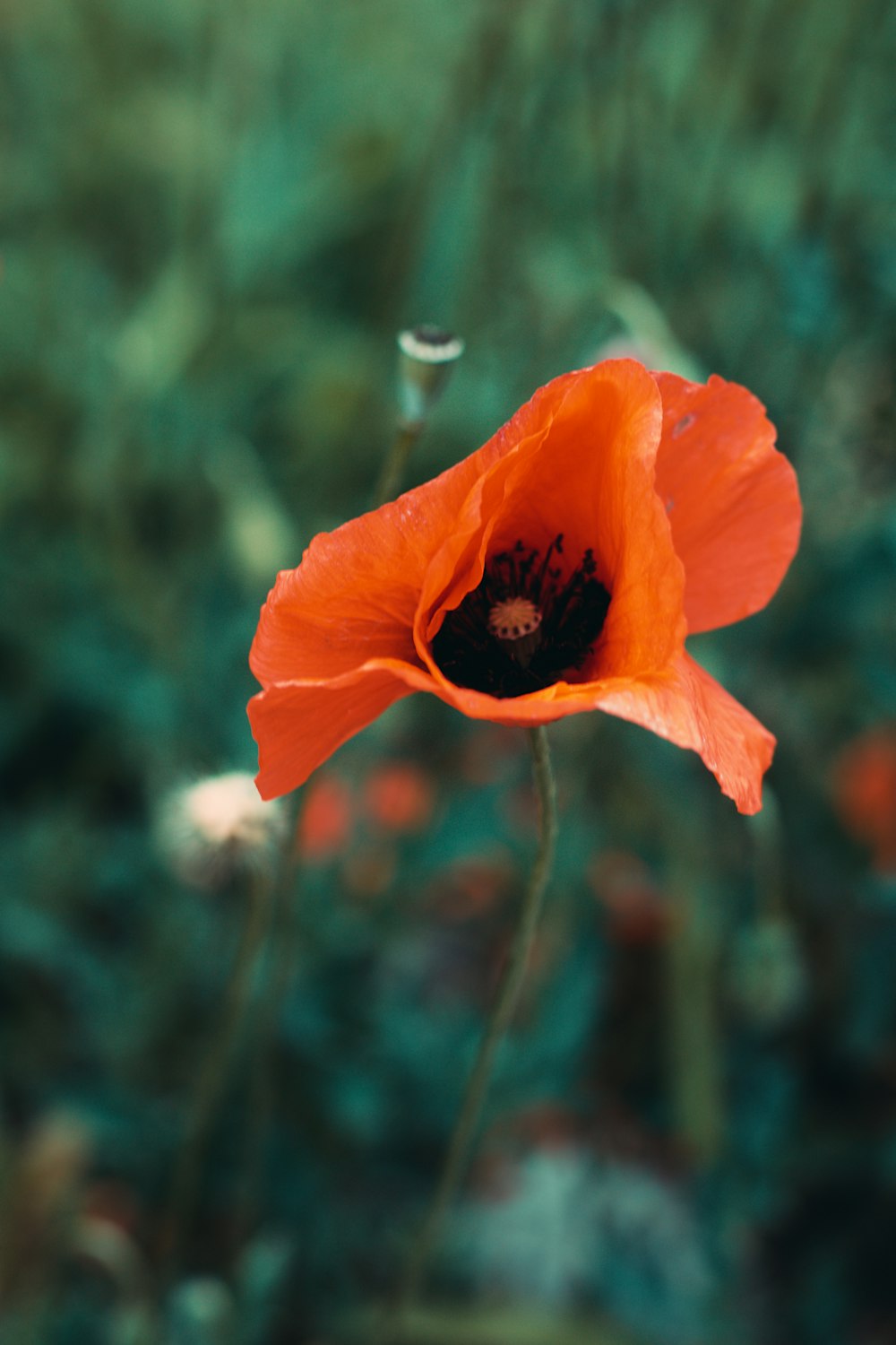 a single orange flower in a field of green grass