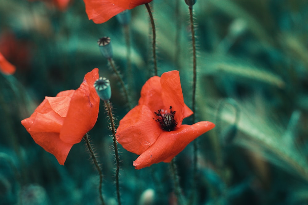 a group of red flowers sitting on top of a lush green field