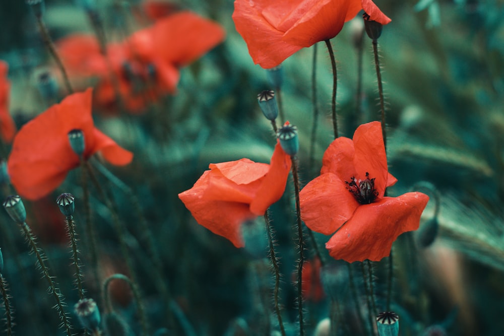 a bunch of red flowers that are in the grass