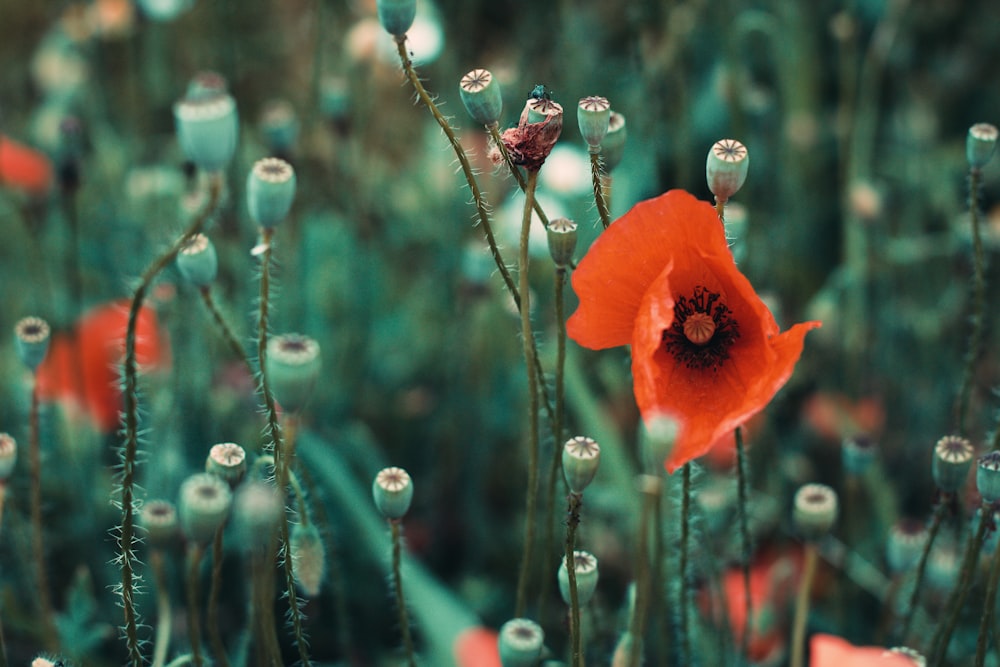 a close up of a red flower in a field