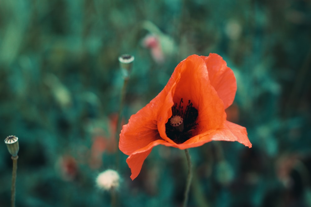 a close up of a flower with a blurry background