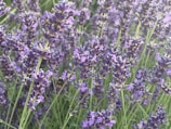 Close-up of lavender flowers blooming in the Patagonian mountains.
