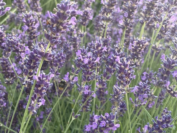 Close-up of lavender flowers blooming in the Patagonian mountains.
