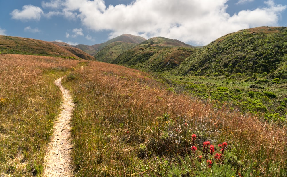 a trail winds through a grassy field with mountains in the background