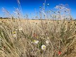 A field of wildflowers is set against a backdrop of golden wheat and clear blue sky. Daisies with white petals and yellow centers are interspersed among dry grass and green seed pods.