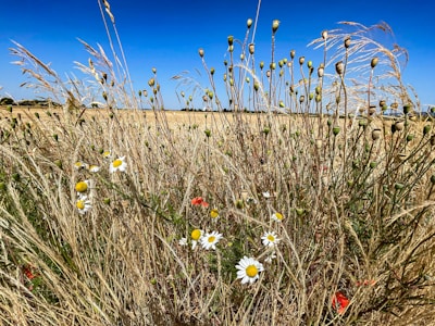 A field of wildflowers is set against a backdrop of golden wheat and clear blue sky. Daisies with white petals and yellow centers are interspersed among dry grass and green seed pods.