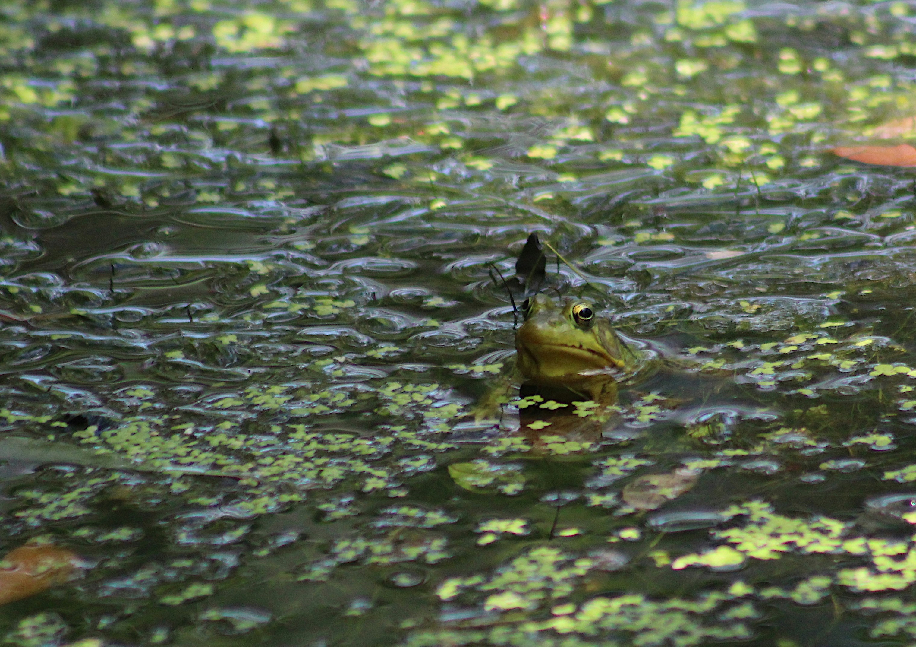 a frog sitting on top of a lush green field