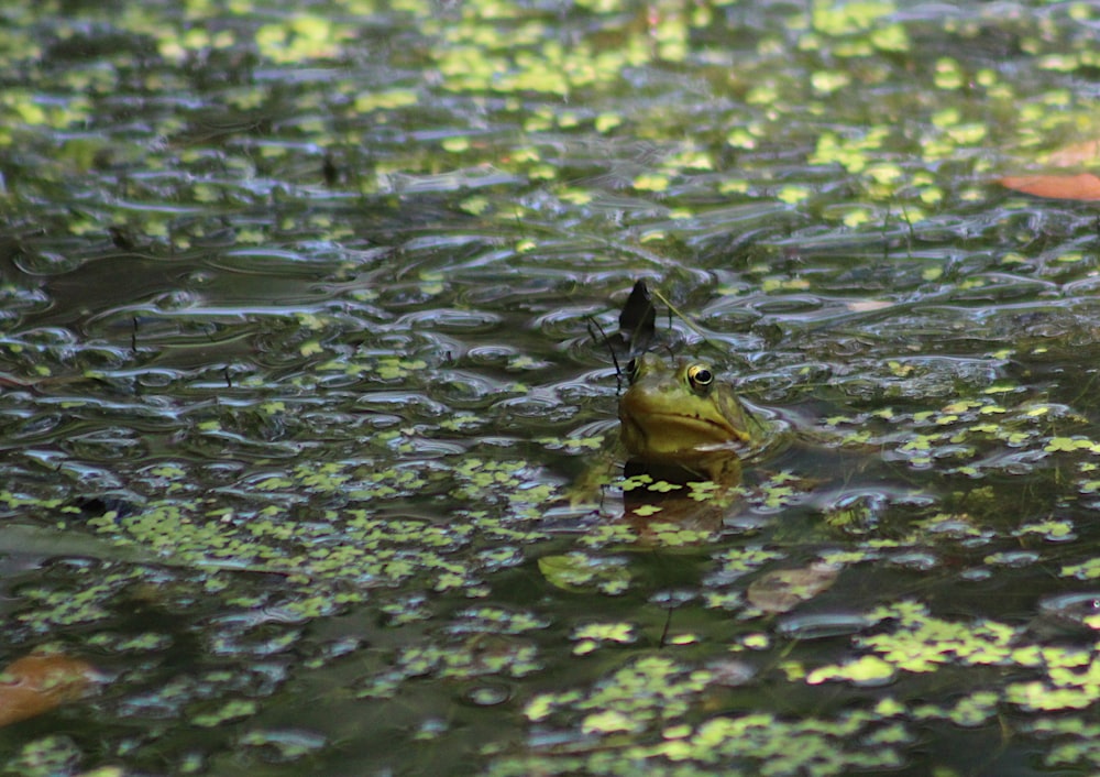 a frog sitting on top of a lush green field