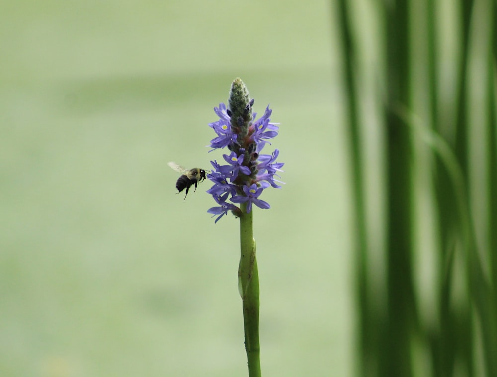 a purple flower with a bee on it