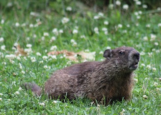A brown groundhog is sitting alert in a lush, green grassy field dotted with small white flowers.