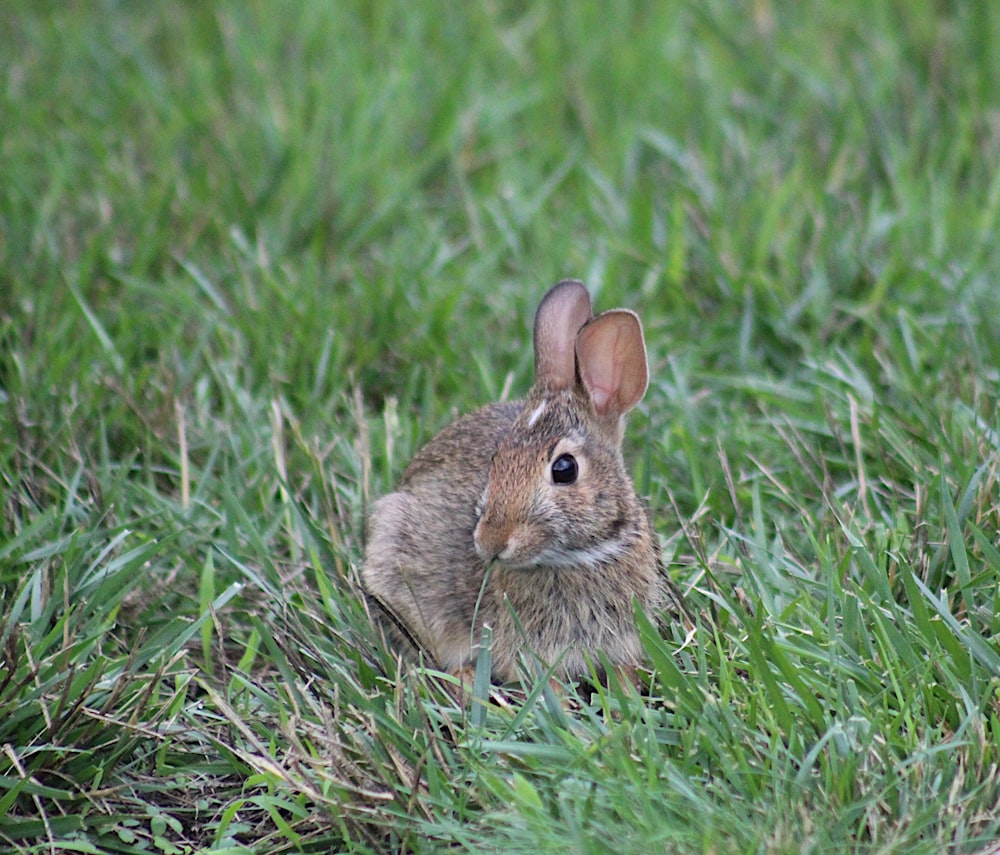 Un lapin assis dans l’herbe regardant la caméra