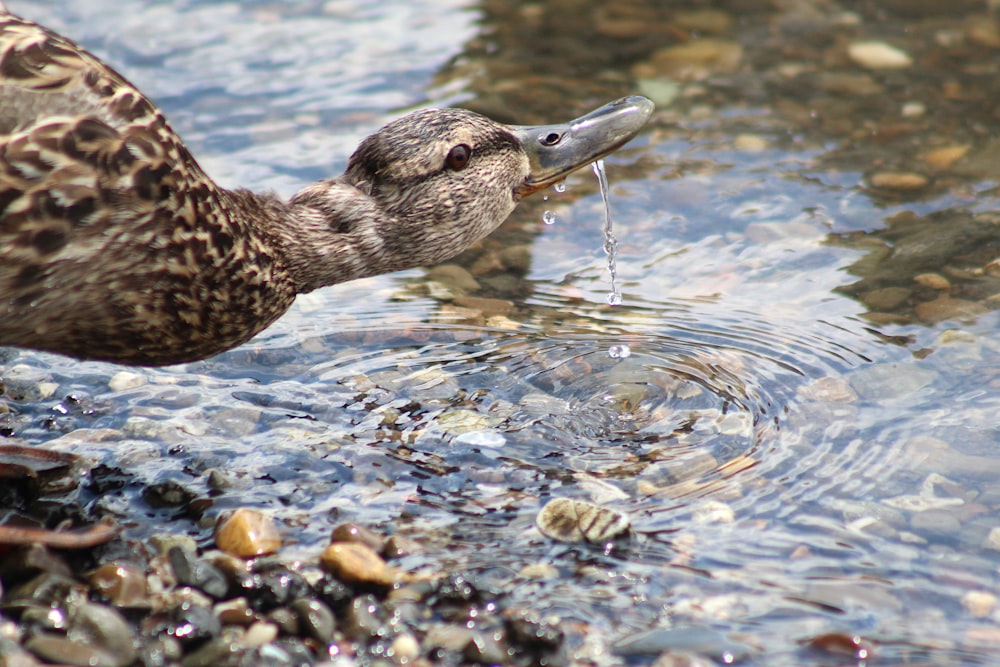 a close up of a duck in a body of water