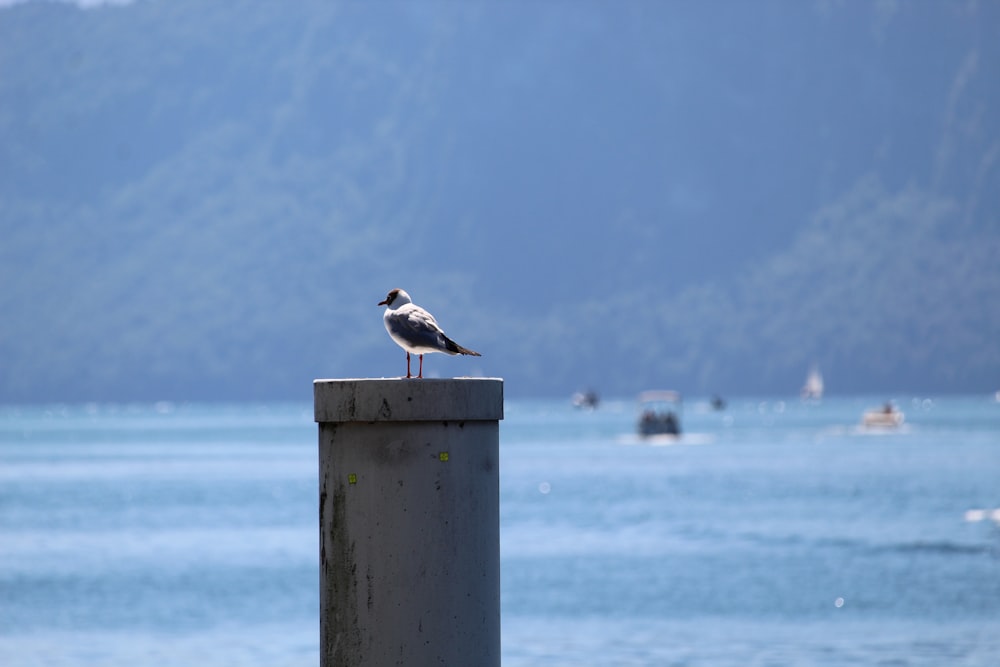 a seagull sitting on top of a cement post