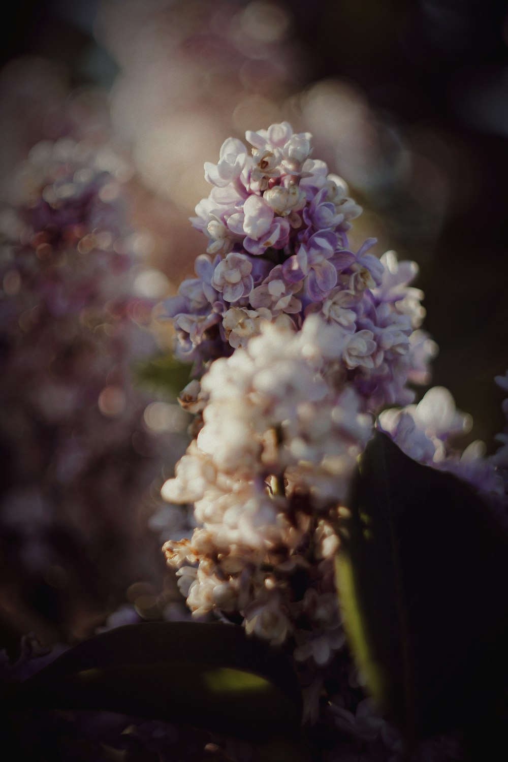 a close up of a bunch of flowers