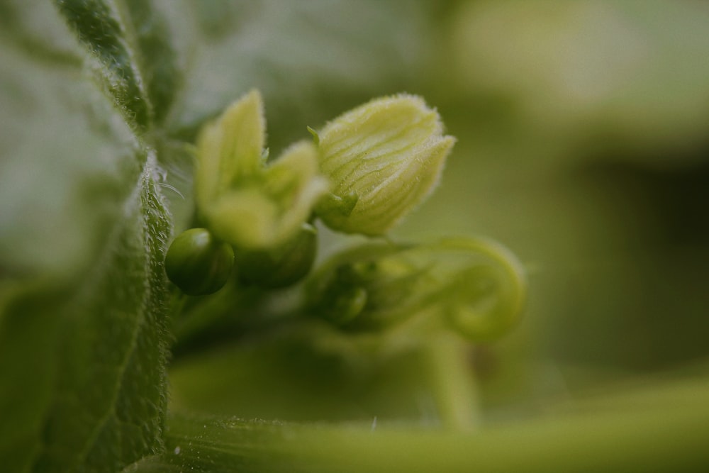 a close up of a green plant with leaves