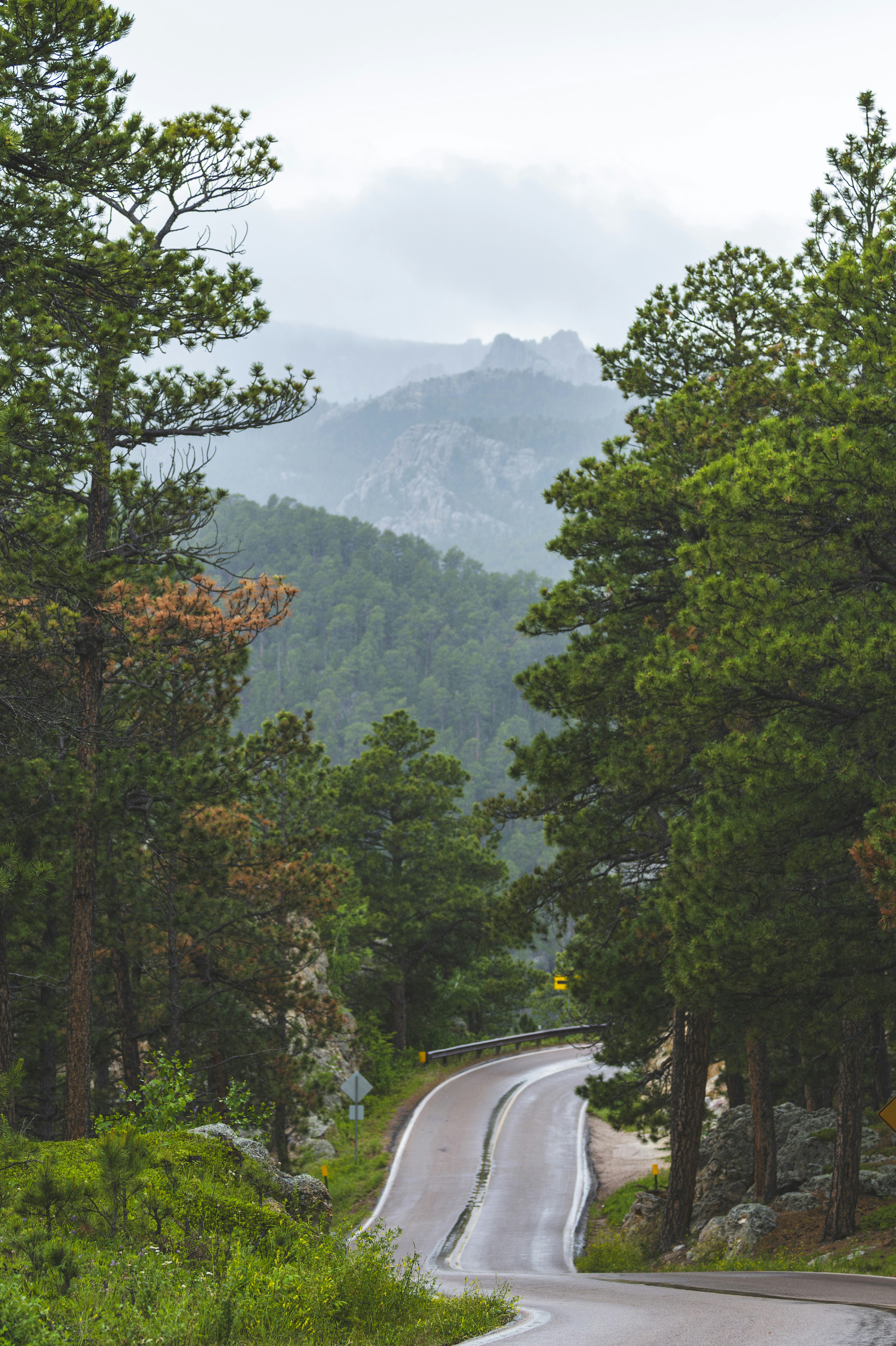 a winding road in the middle of a forest