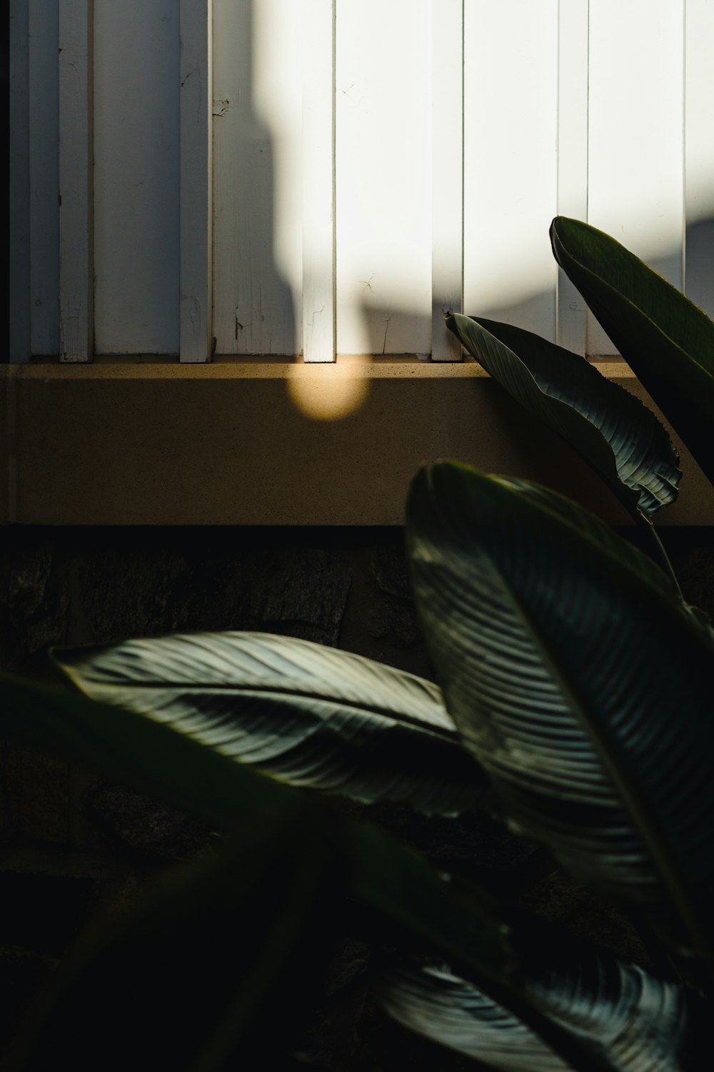 a cat sitting on a window sill next to a plant