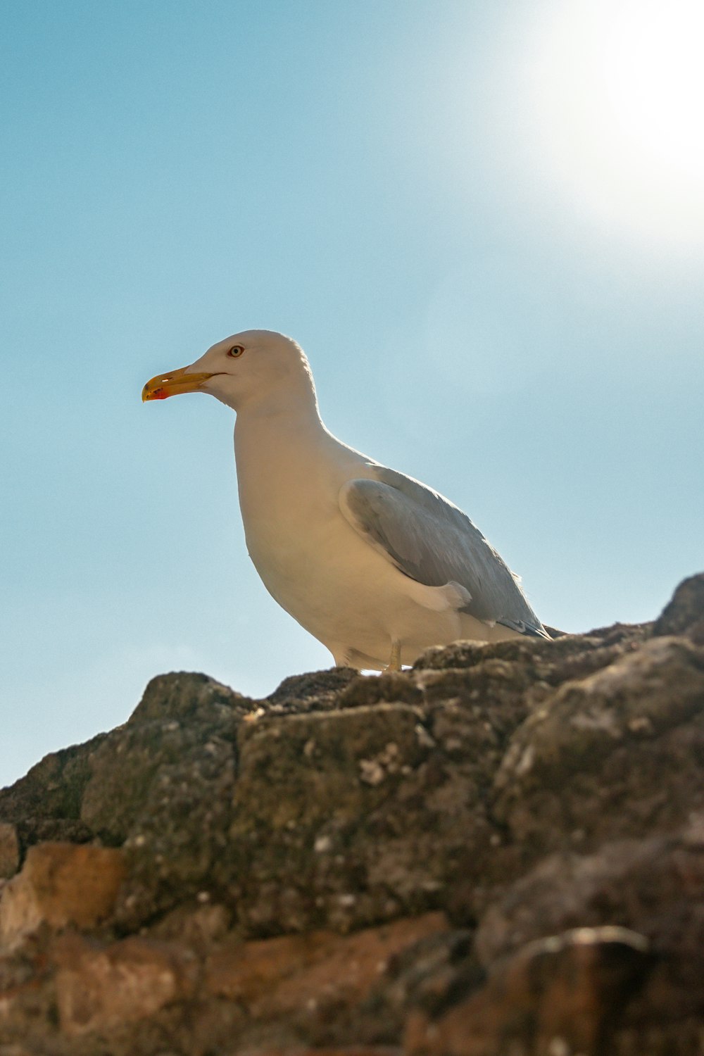 a seagull sitting on top of a rock formation
