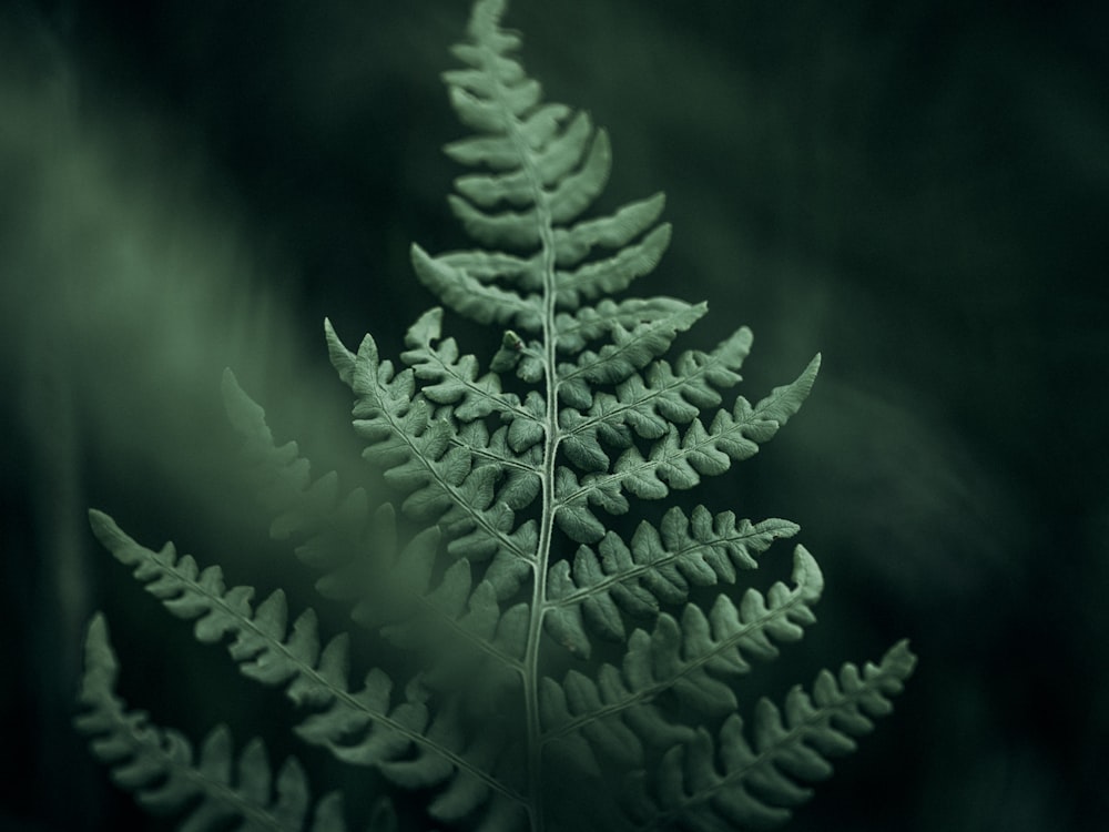 a close up of a fern leaf on a dark background